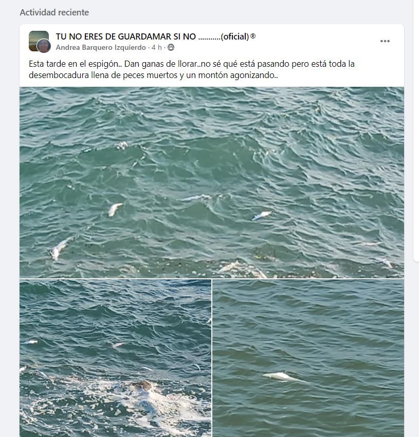 Preocupación en las redes sociales ante la muerte de peces en Guardamar