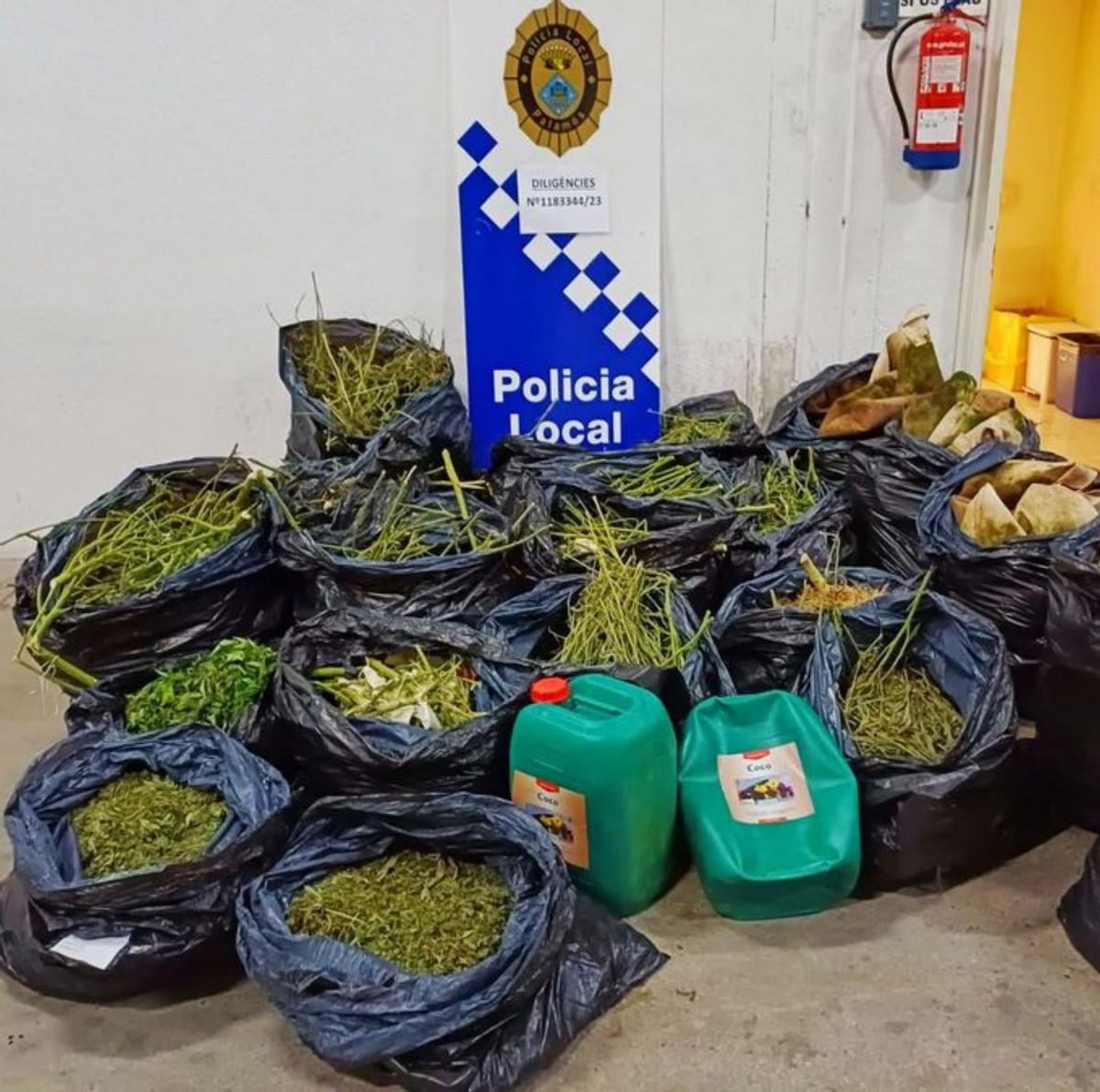 Els lladres de cases canvien al negoci de la marihuana