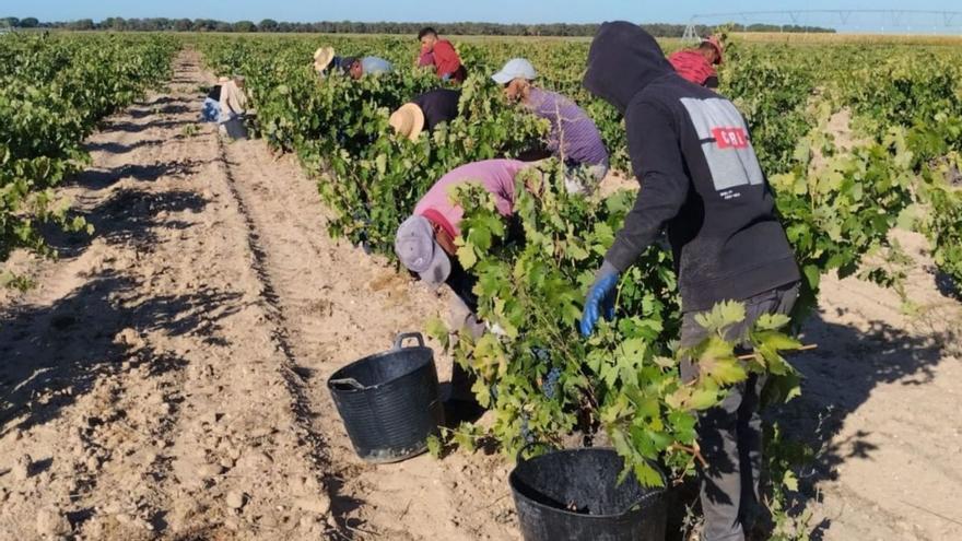 Denuncian una &quot;campaña de acoso&quot; por las inspecciones en la vendimia de la DO Toro