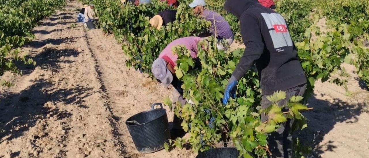 Jornaleros recolectan uva en una parcela de viñedo situada en Morales de Toro. | Cedida