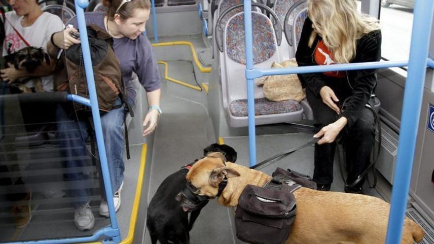 Una usuaria de la guagua con sus dos perros en el interior