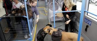 Los perros podrán viajar en guaguas y tranvías a partir del próximo 1 de junio