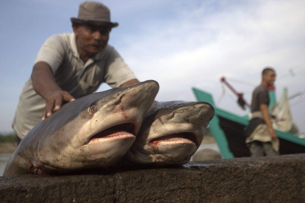 Toque de atención a España, segundo mayor comercializador de tiburones del mundo