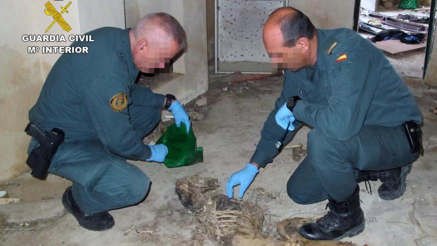 Agentes de la Guardia Civil examinan el cuerpo de uno de los galgos.