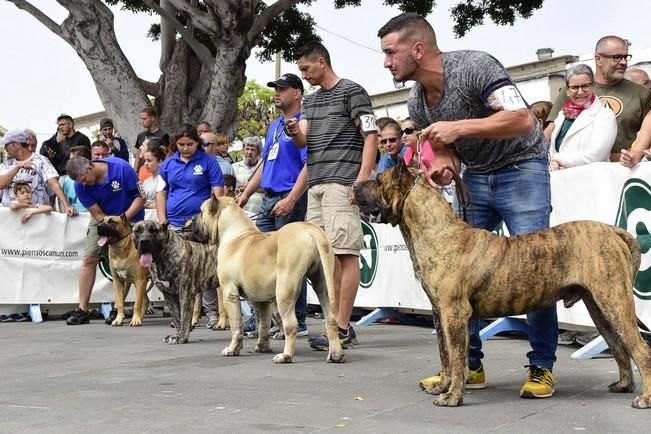 Celebración del I Certamen Nacional de perro ...