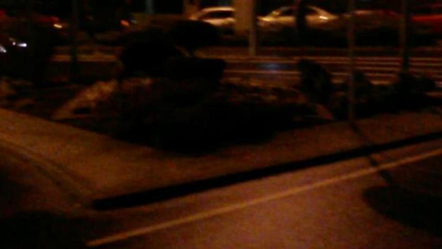 Un jabalí se pasea por el centro de Ourense