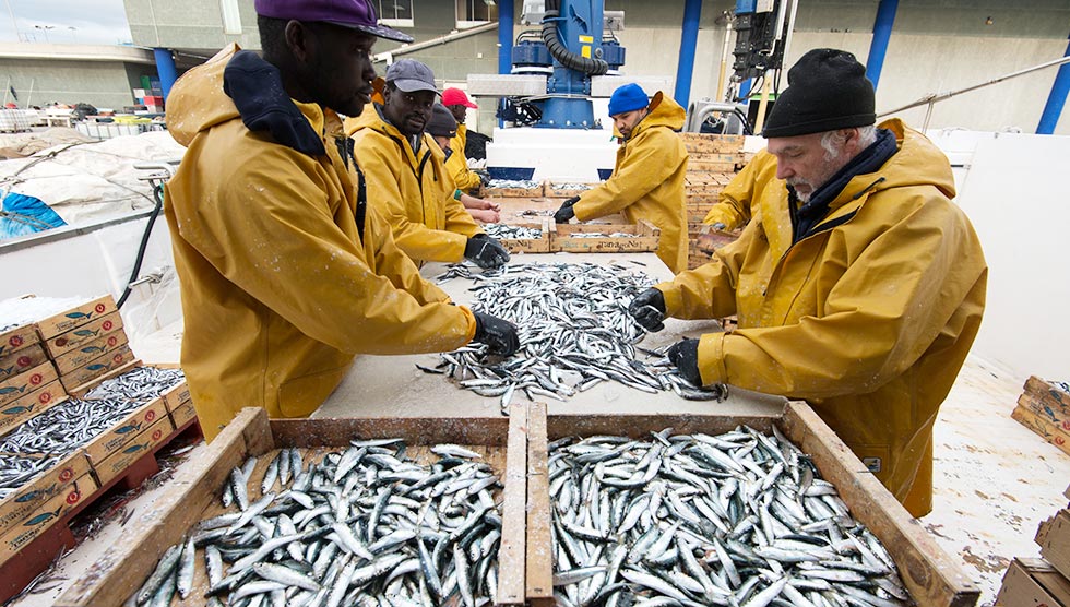 Clasificación de pescado azul recogido por la embarcación 'L'avi Juanito', en Tarragona