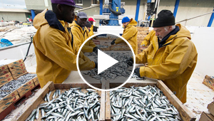 Clasificación de pescado azul recogido por la embarcación 'L'avi Juanito', en Tarragona.