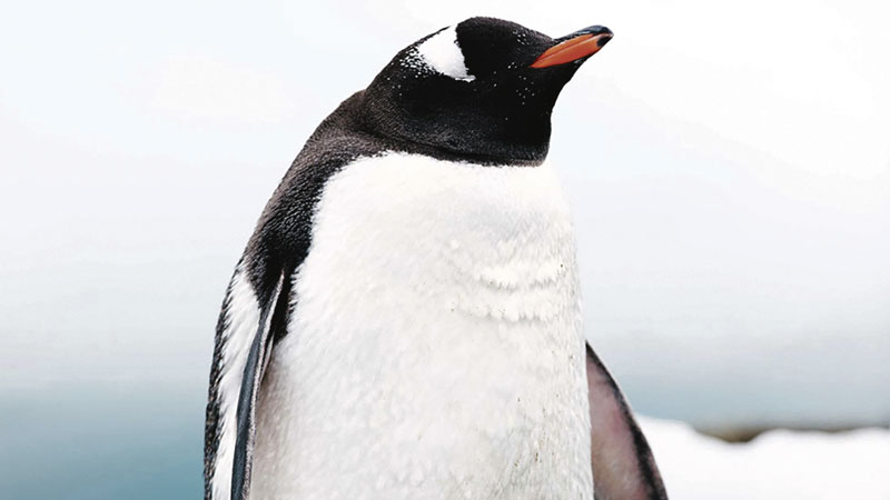 Without a name. Diario de una expedición a la Antártida